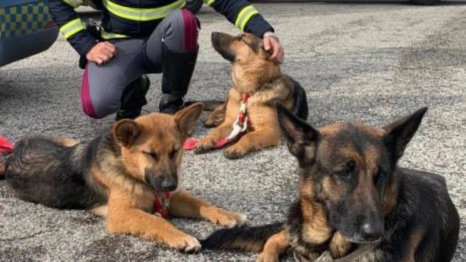 Isernia: la Polizia lancia lo spot contro l’abbandono degli animali,